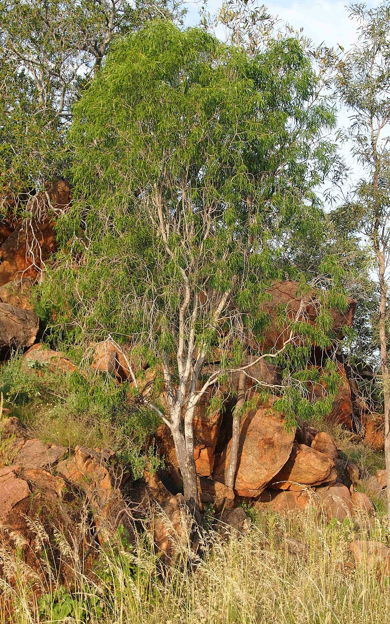 Pittosporum phillyreoides: Pittosporum phillyreoides (P. angustifolium)