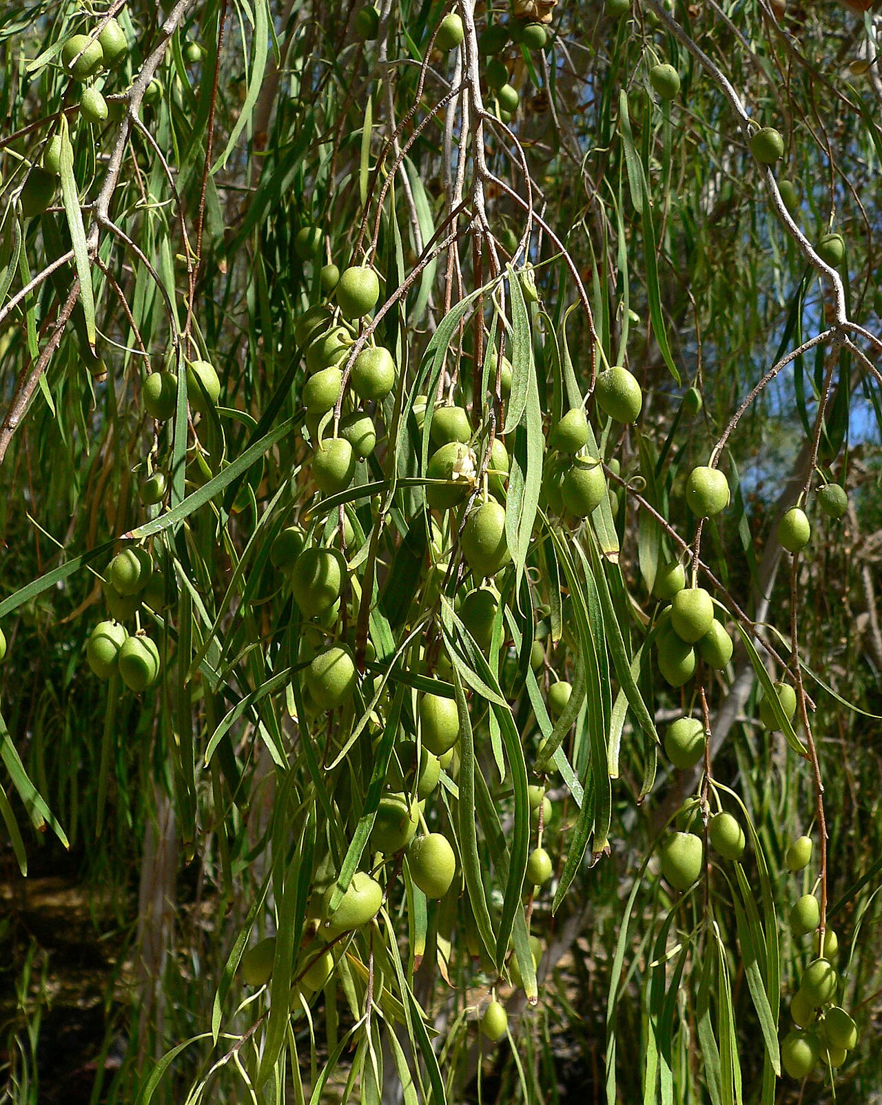 Pittosporum phillyreoides: Pittosporum phillyreoides at the Ethel M Botanical Cactus Garden , Las Vegas, Nevada