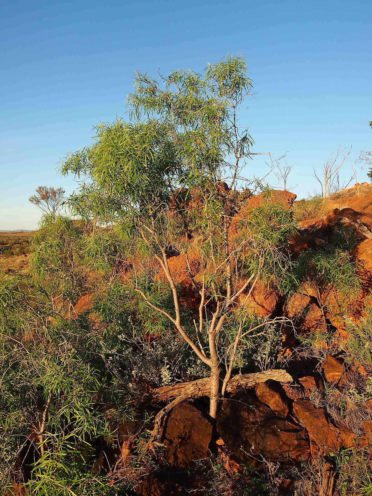 Pittosporum phillyreoides: Pittosporum phillyreoides habit