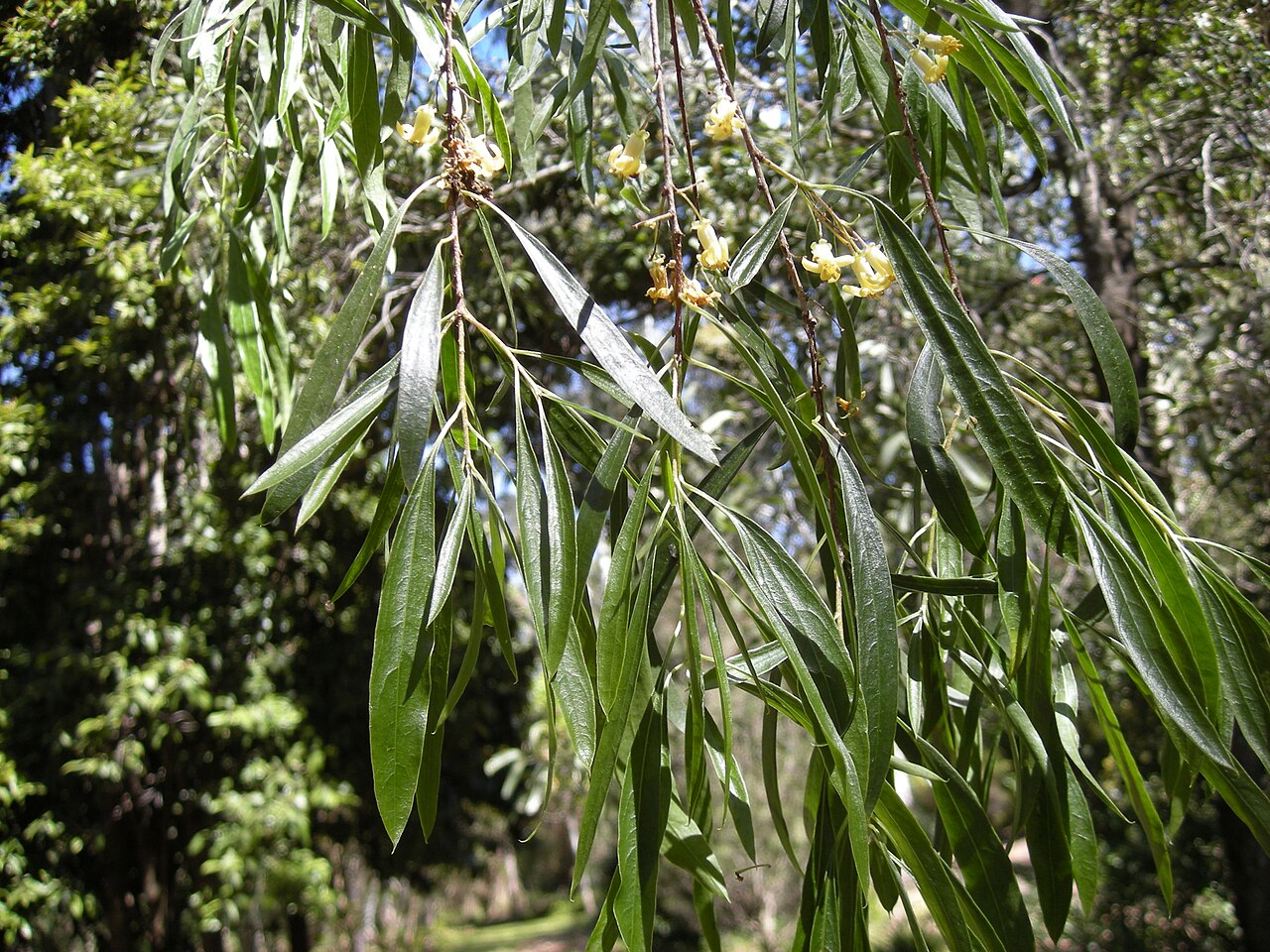 Pittosporum phillyreoides: Pittosporum phillyreoides foliage. Softwood scrub, coastal Central Queensland.