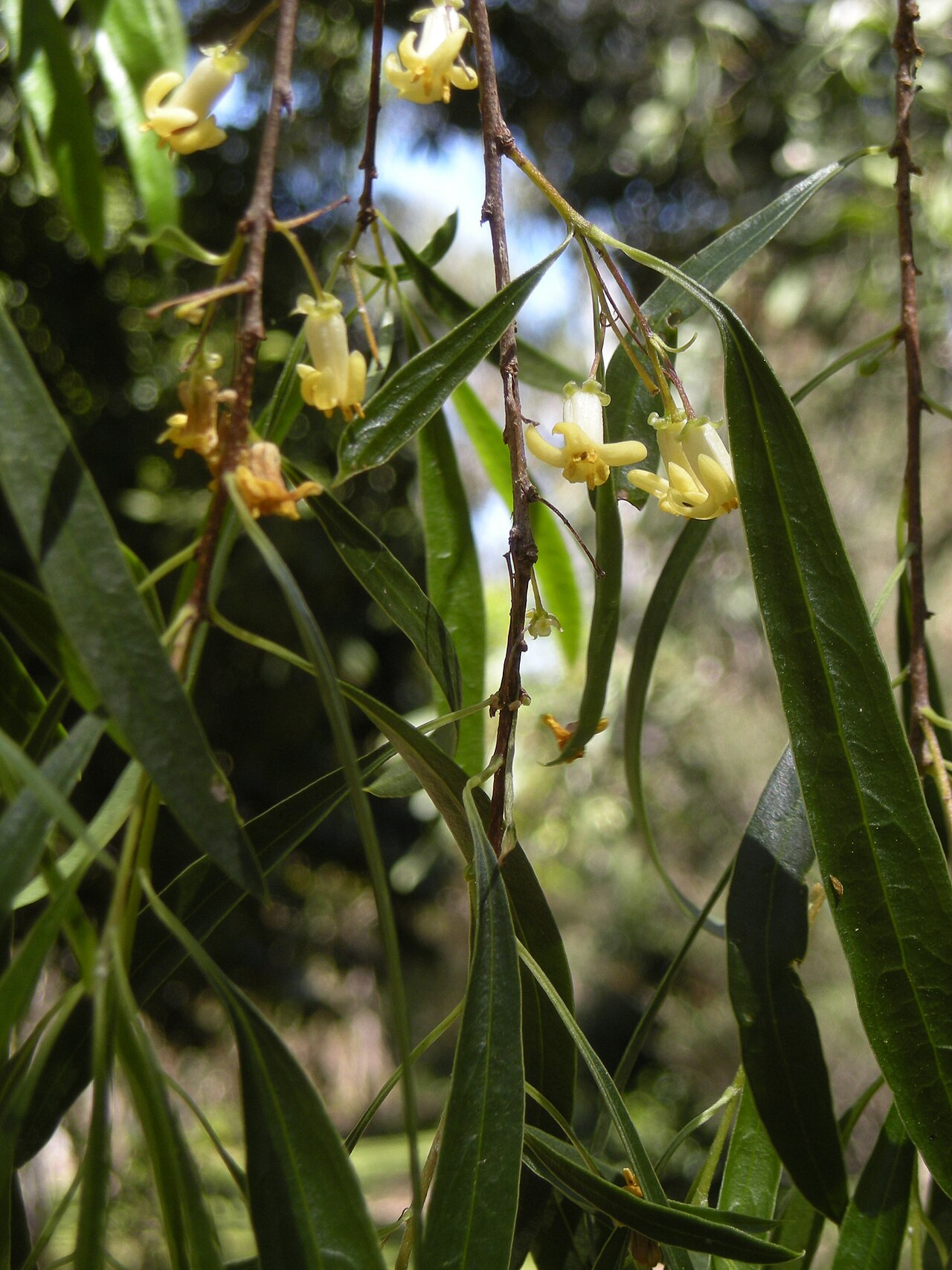Pittosporum phillyreoides: Pittosporum phillyreoides foliage and flowers. Softwood scrub, coastal Central Queensland.