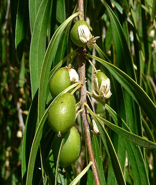 Pittosporum phillyreoides: Pittosporum phillyreoides at the Ethel M Botanical Cactus Garden , Las Vegas, Nevada