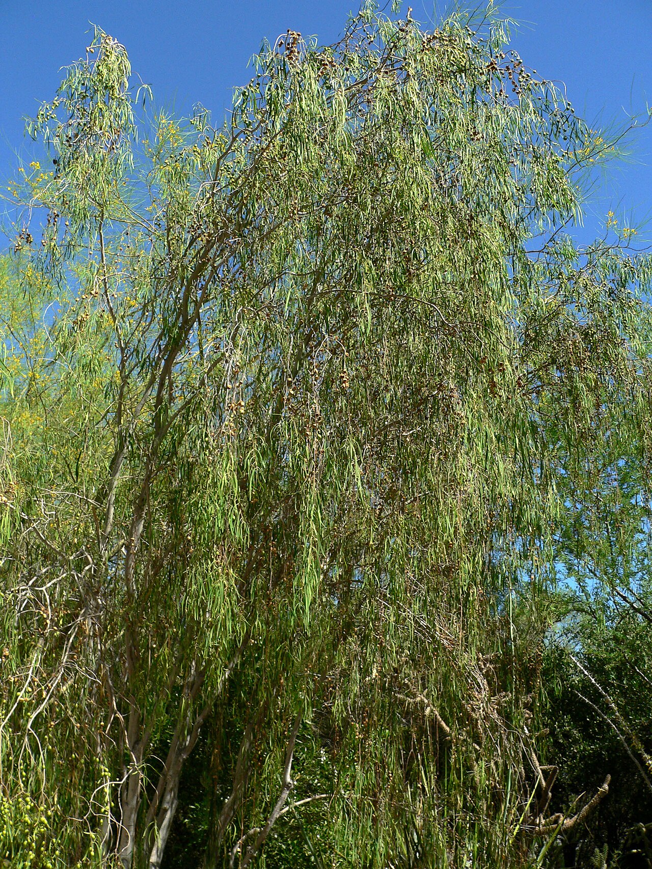 Pittosporum phillyreoides: Pittosporum phillyreoides at the Ethel M Botanical Cactus Garden , Las Vegas, Nevada