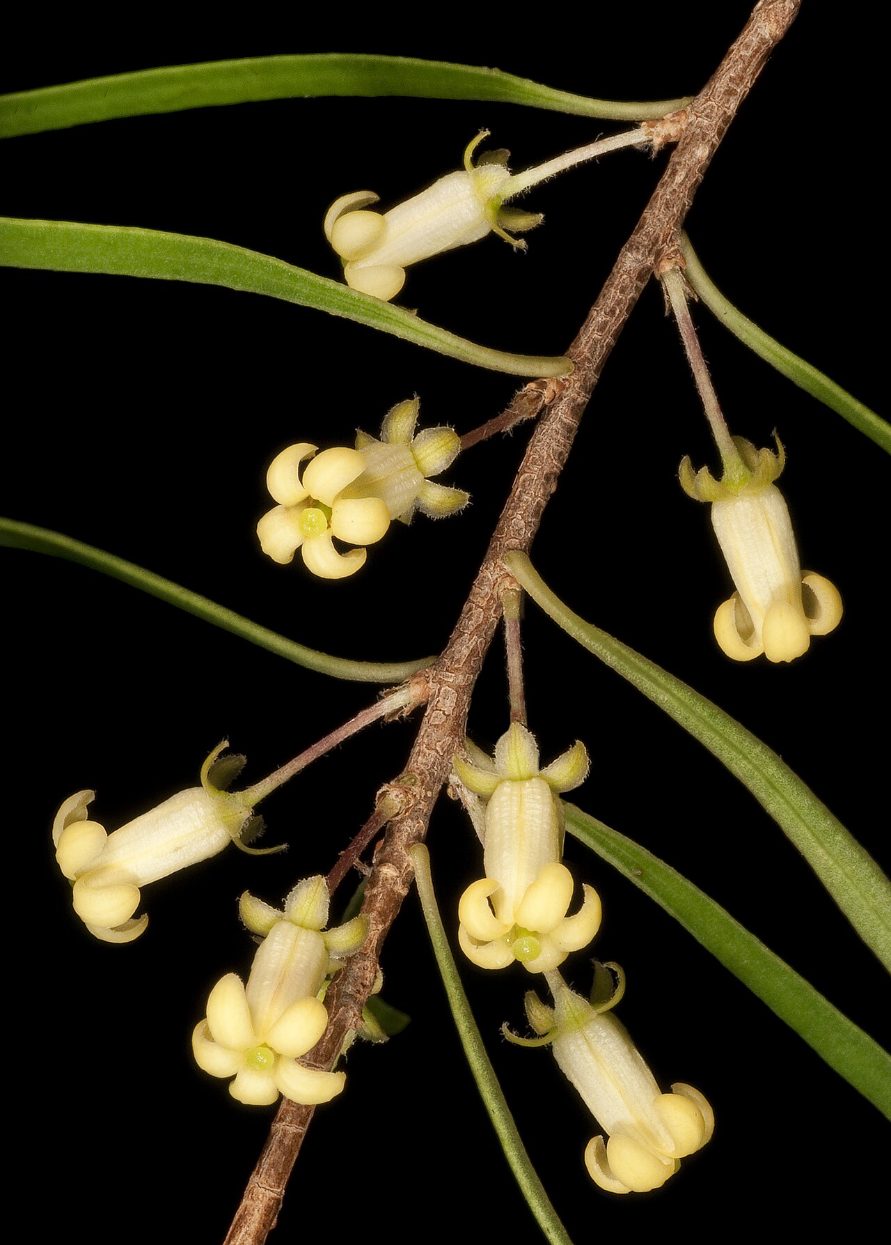 Pittosporum phillyreoides: KRT4508 Western Australian Herbarium