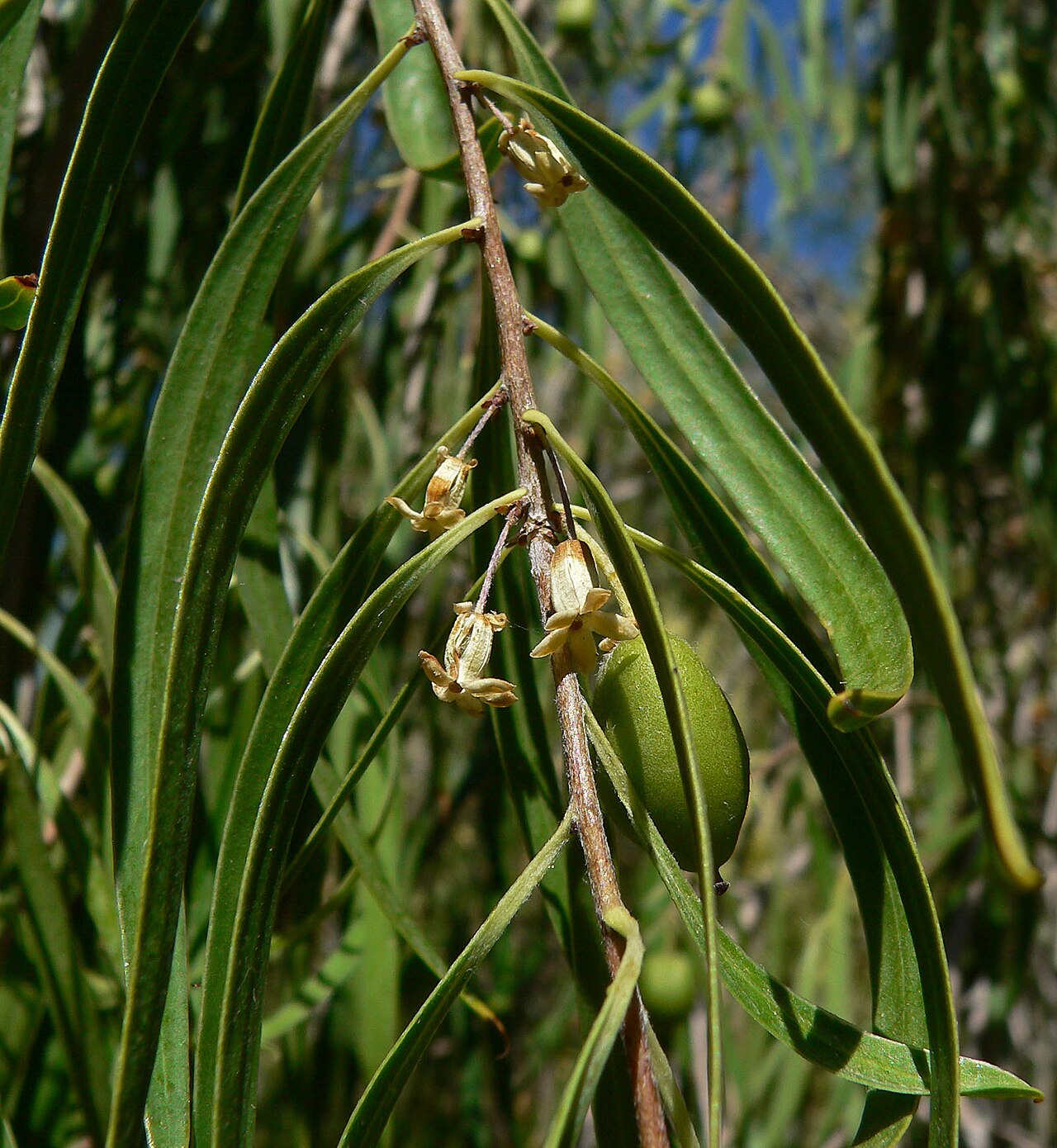 Pittosporum phillyreoides: Pittosporum phillyreoides at the Ethel M Botanical Cactus Garden , Las Vegas, Nevada