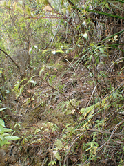 Pittosporum pimeleoides (Pittosporum pimeleoides)