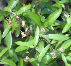 Pittosporum pimeleoides (Pittosporum pimeleoides)