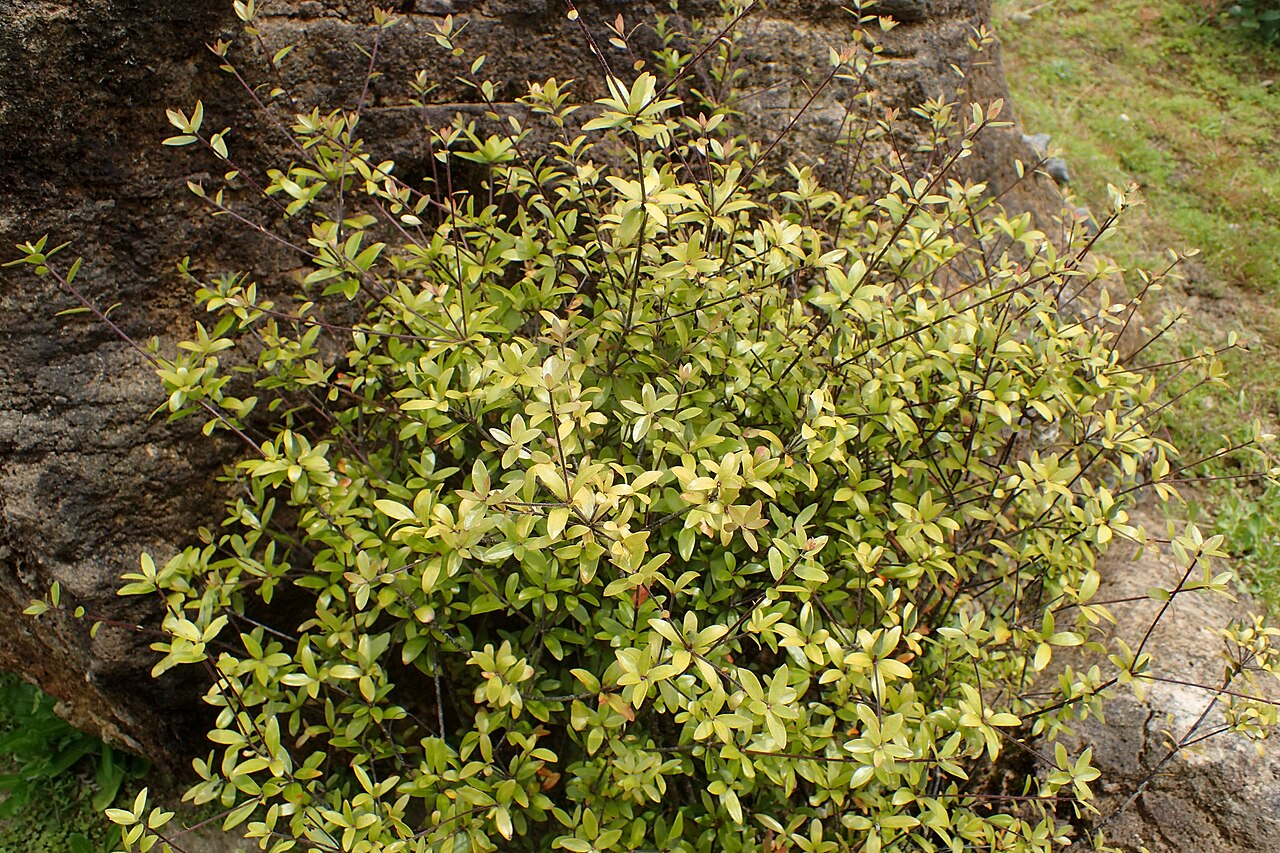 Pittosporum pimeleoides: Pittosporum pimeleoides in Auckland Botanic Gardens