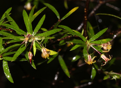 Pittosporum pimeleoides (Pittosporum pimeleoides)