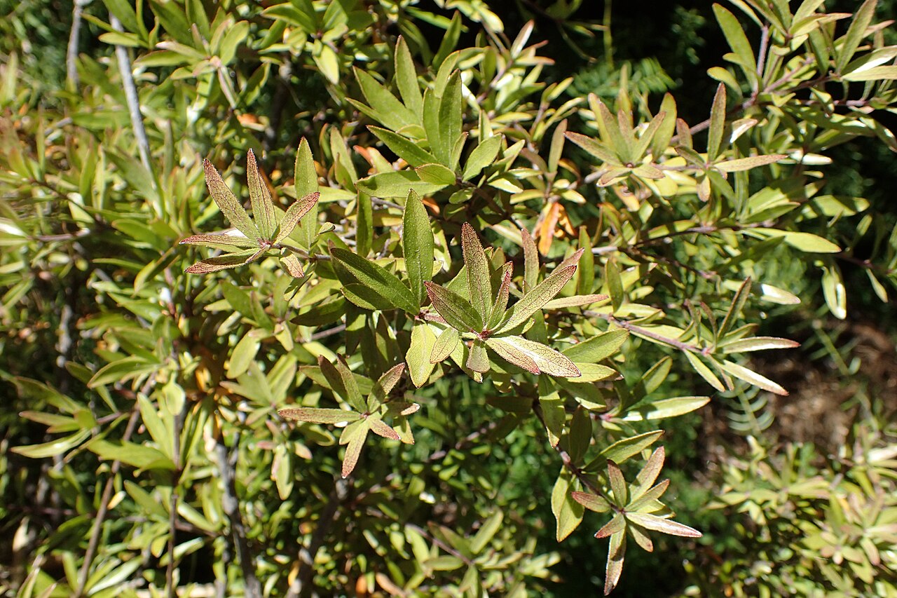 Pittosporum pimeleoides: Pittosporum pimeleoides in Dunedin Botanic Garden