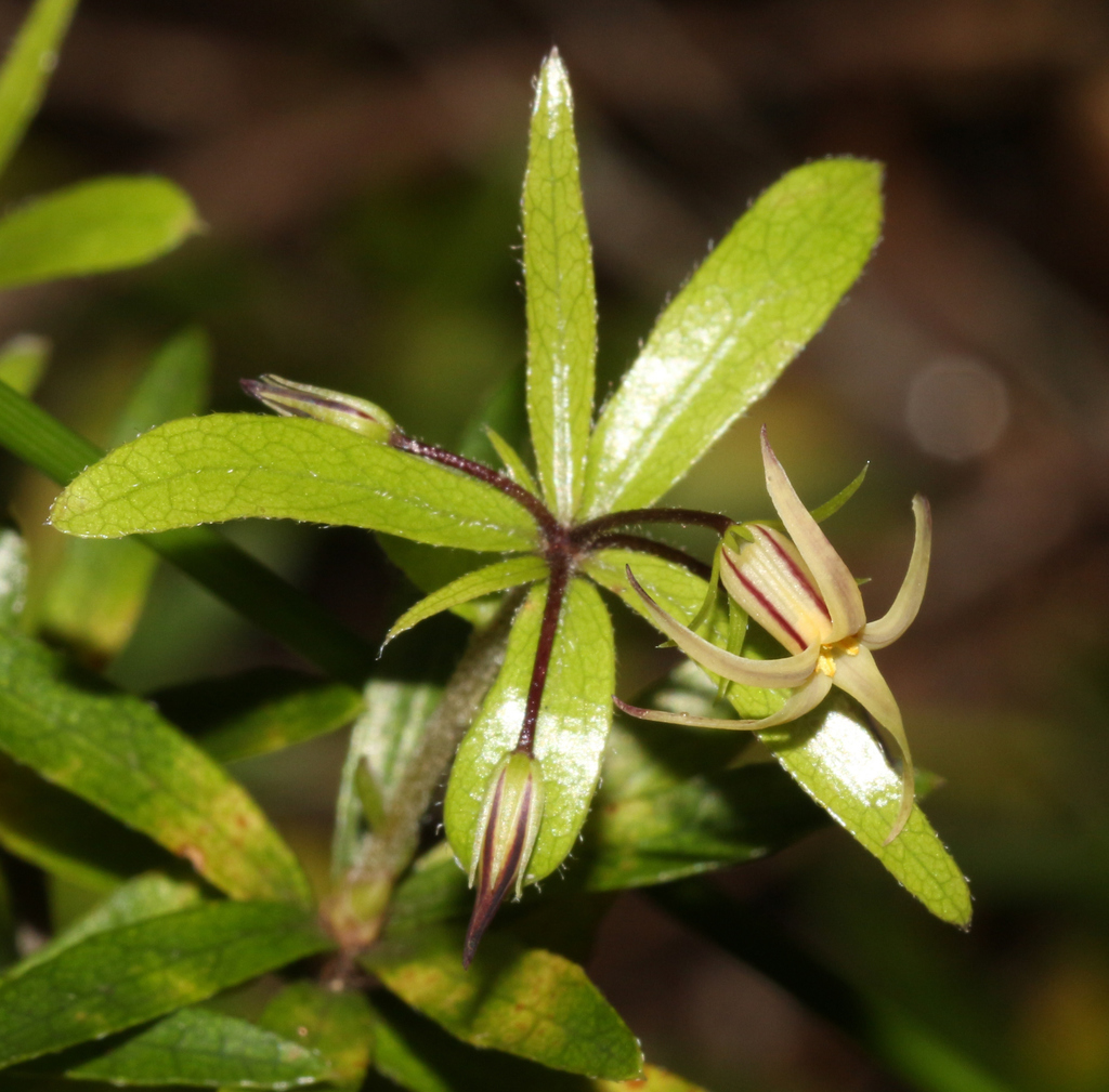 Pittosporum pimeleoides (Pittosporum pimeleoides)