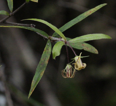 Pittosporum pimeleoides (Pittosporum pimeleoides)