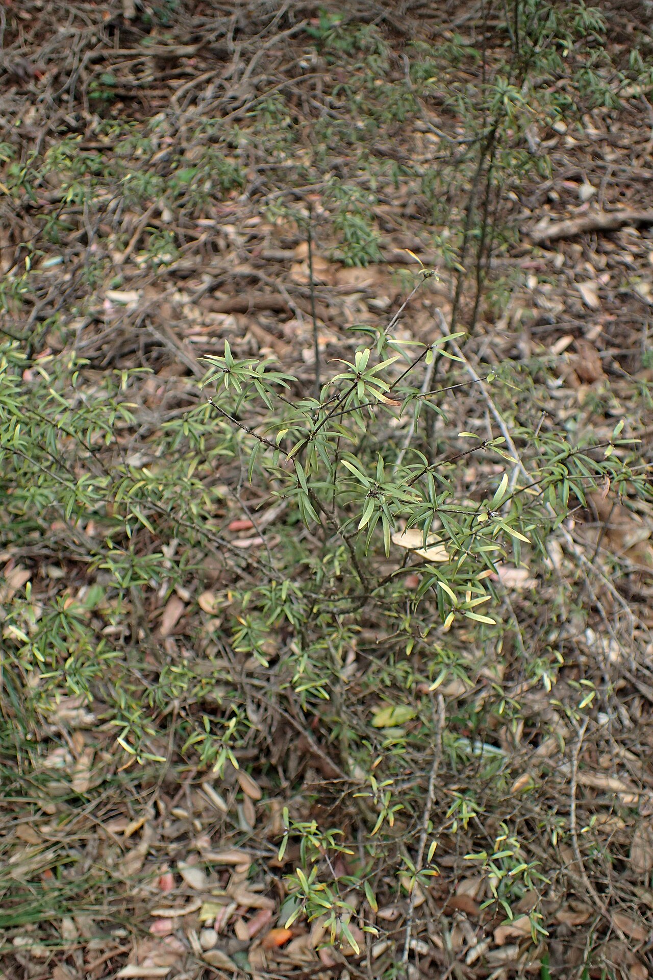 Pittosporum pimeleoides: Pittosporum pimeleoides in Auckland Botanic Gardens