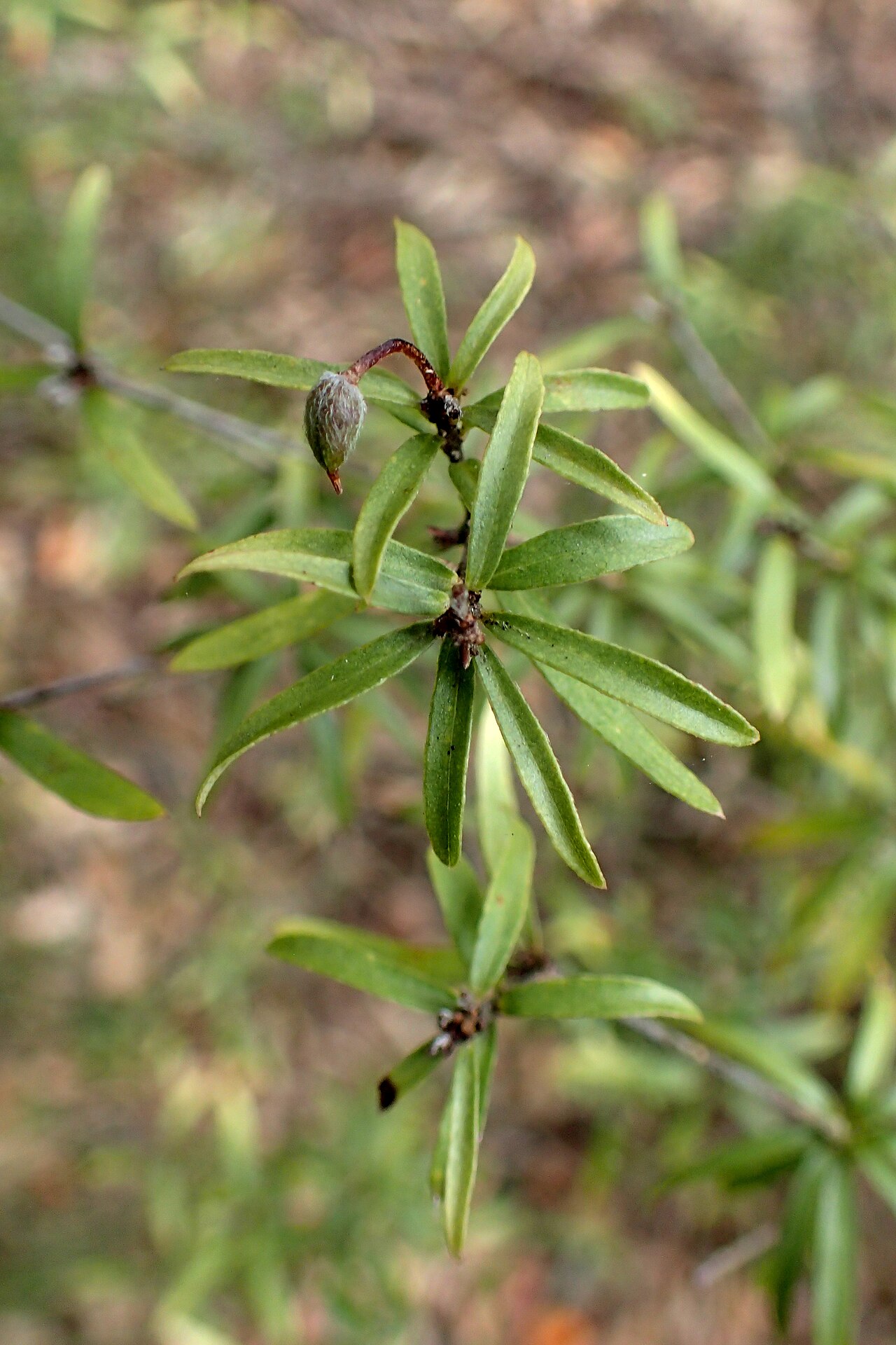 Pittosporum pimeleoides: Pittosporum pimeleoides in Auckland Botanic Gardens