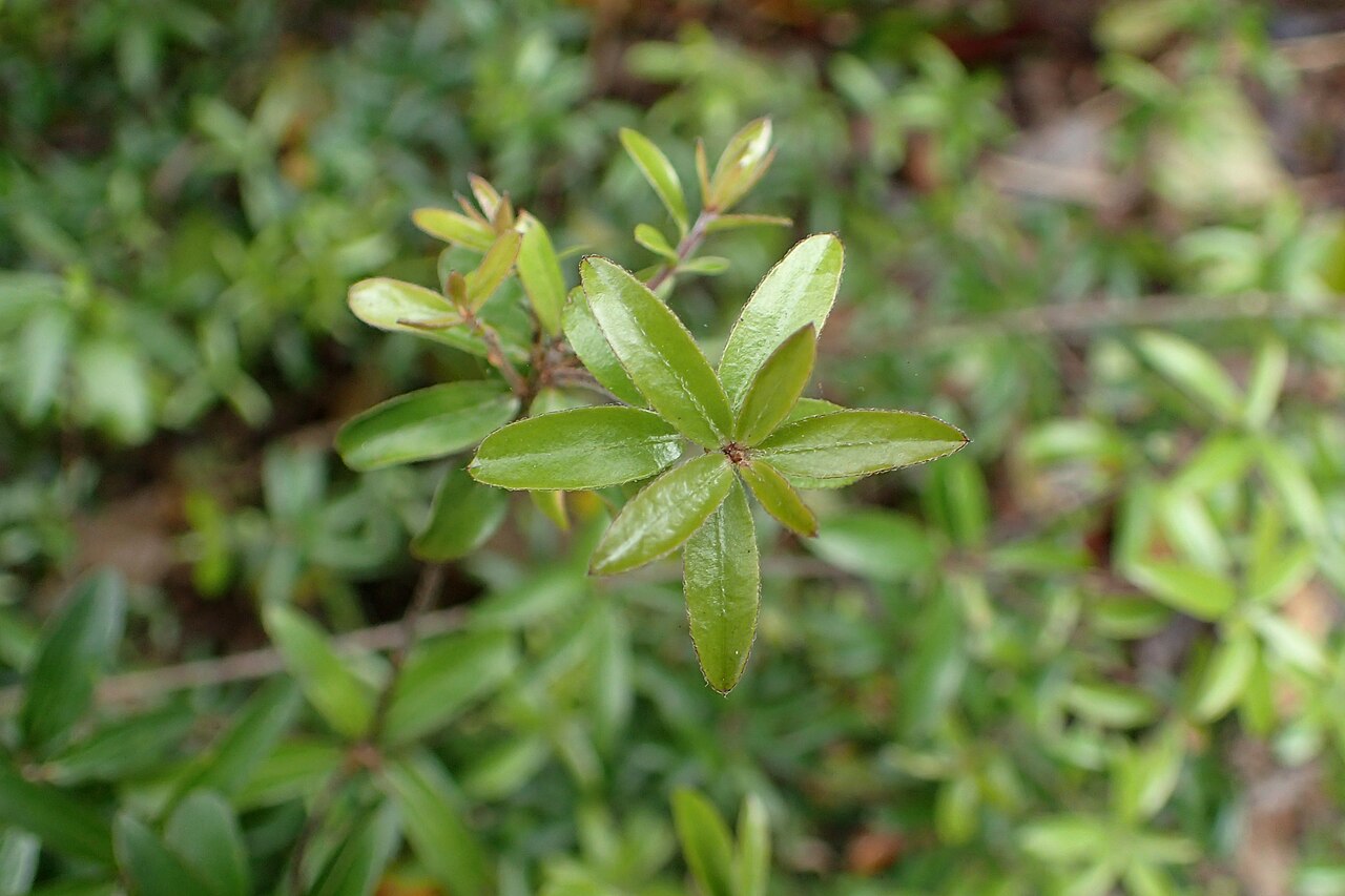 Pittosporum pimeleoides: Pittosporum pimeleoides in Auckland Botanic Gardens