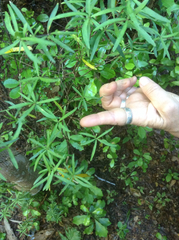 Pittosporum pimeleoides (Pittosporum pimeleoides)