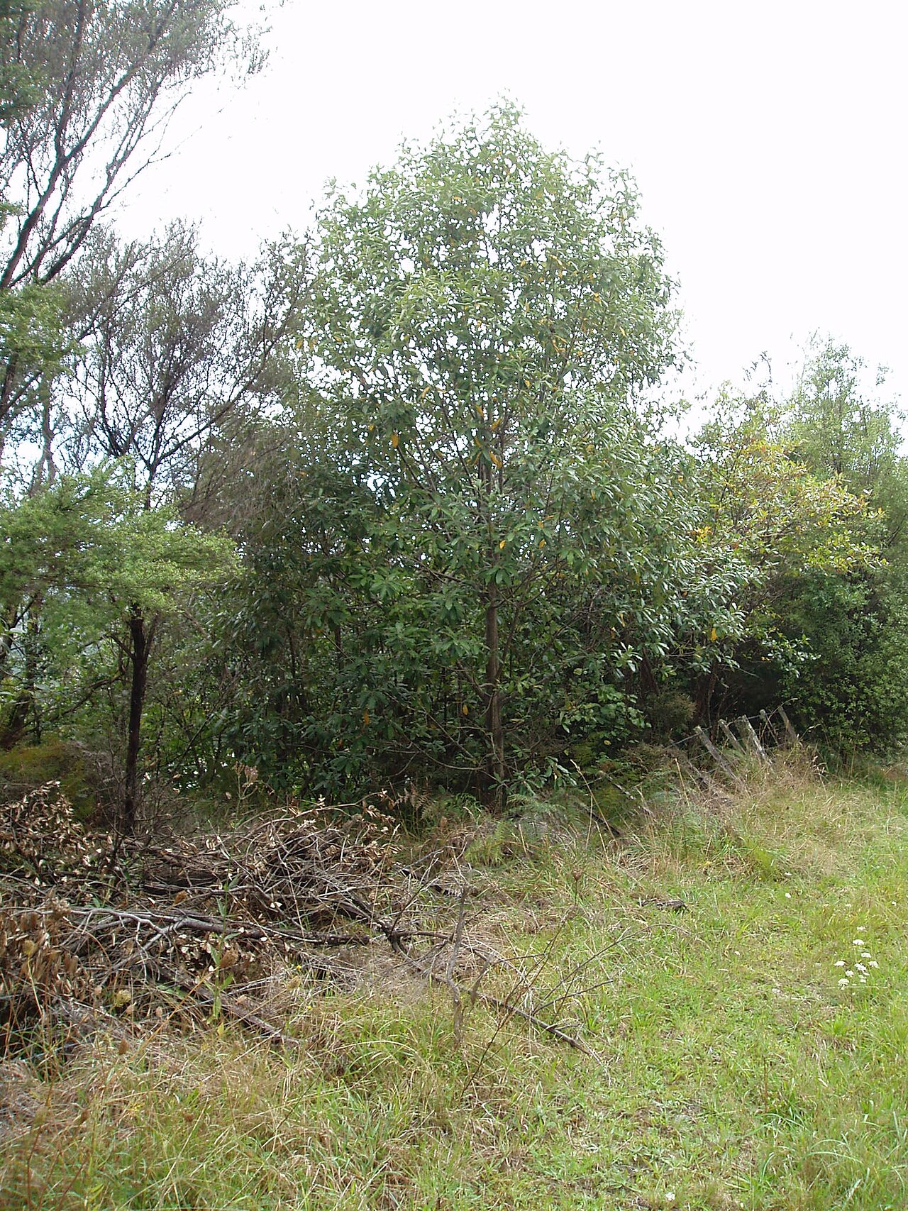 Ralph's desertwillow (Pittosporum ralphii)