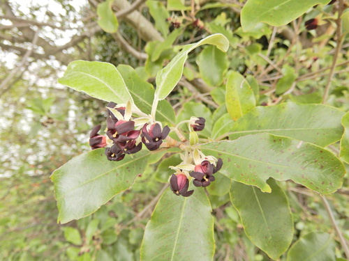 Ralph's desertwillow (Pittosporum ralphii)