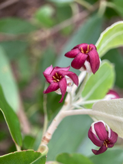Ralph's desertwillow (Pittosporum ralphii)