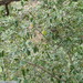 Ralph's desertwillow (Pittosporum ralphii)