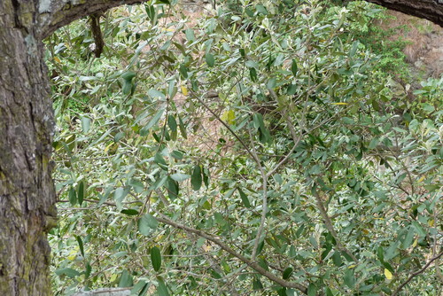 Ralph's desertwillow (Pittosporum ralphii)