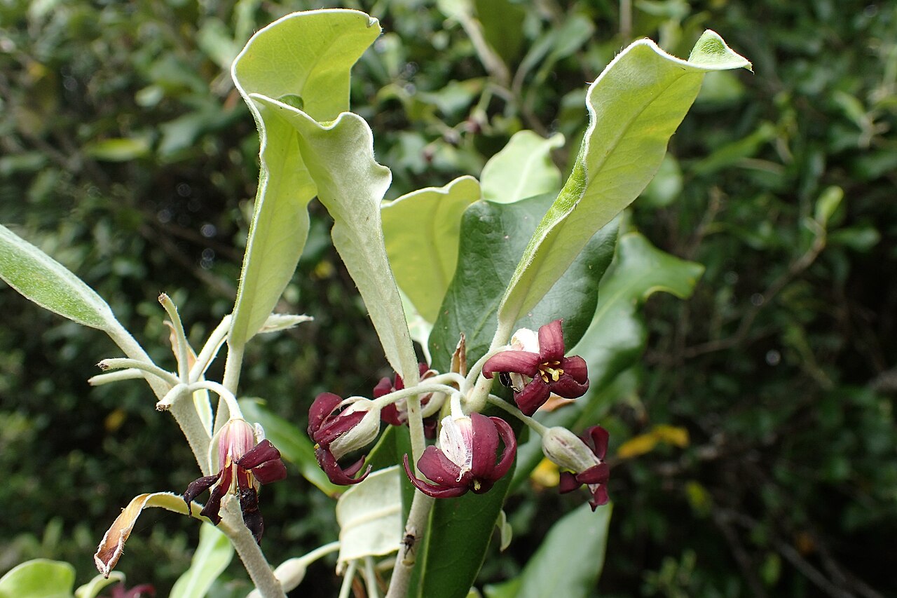Ralph's desertwillow: Pittosporum ralphii on Waikaremoana Lake, Hawkes's Bay