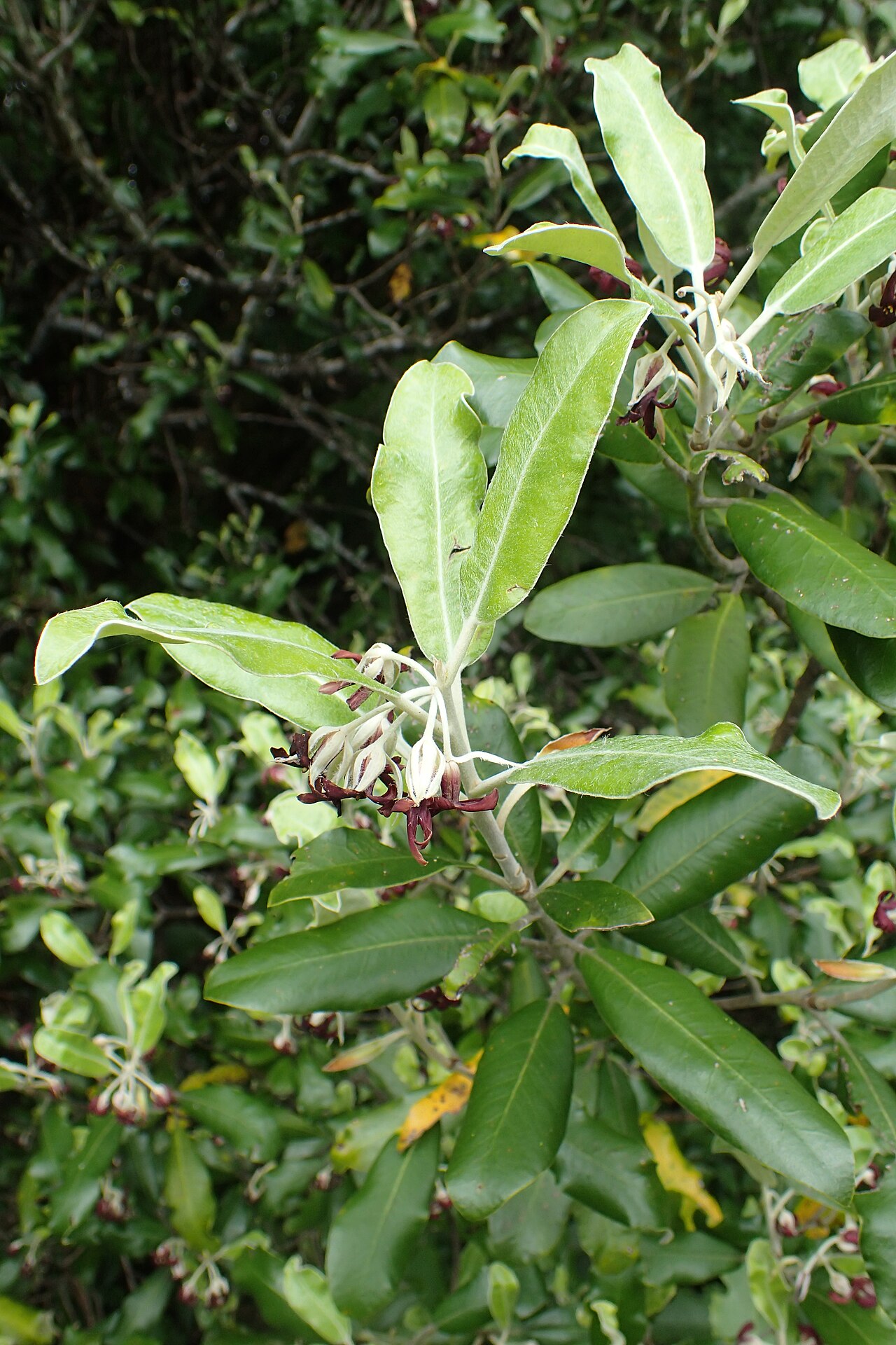 Ralph's desertwillow: Pittosporum ralphii on Waikaremoana Lake, Hawkes's Bay
