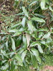 Ralph's desertwillow (Pittosporum ralphii)