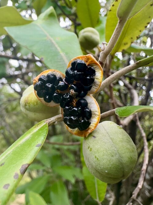 Ralph's desertwillow: Pittosporum ralphi fruit which is split showing black seeds