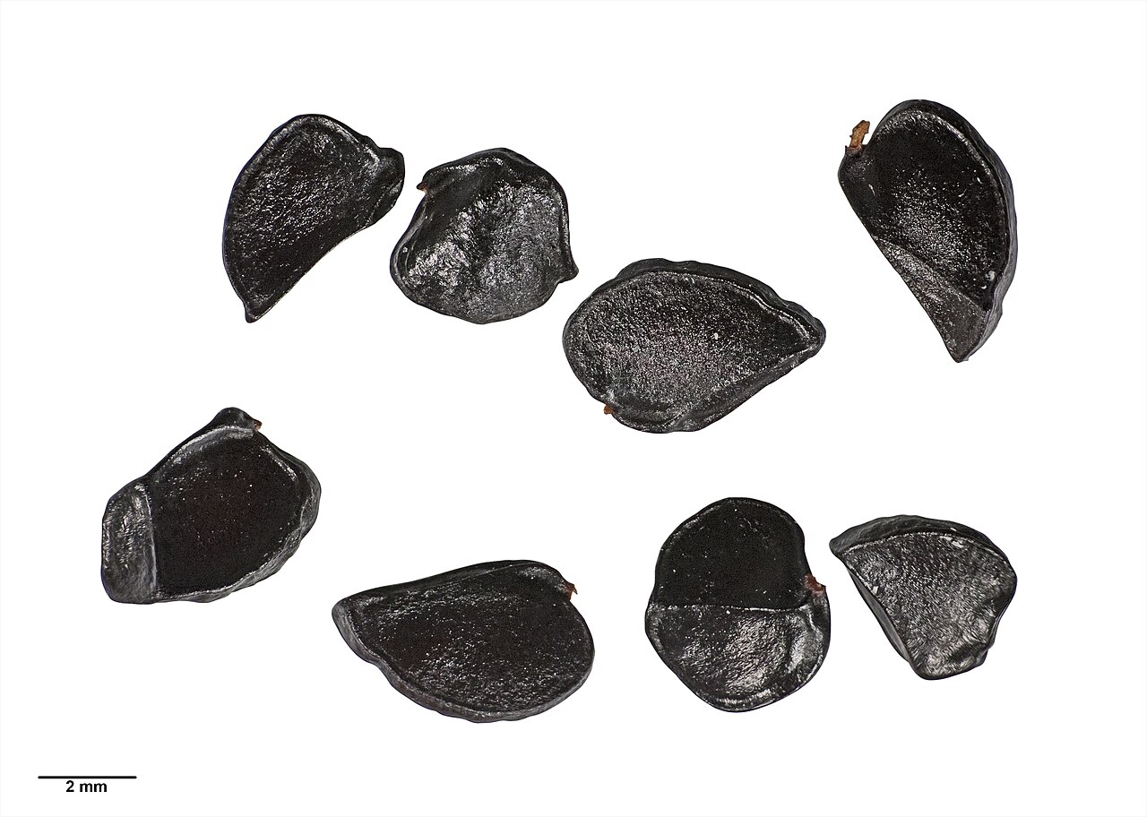 Pittosporum rangitahua (Pittosporum rangitahua)