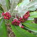 Pittosporum rangitahua (Pittosporum rangitahua)
