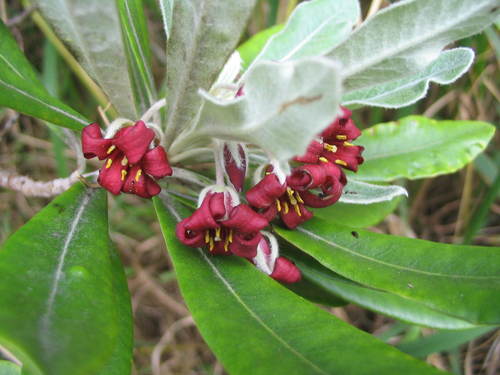Pittosporum rangitahua (Pittosporum rangitahua)