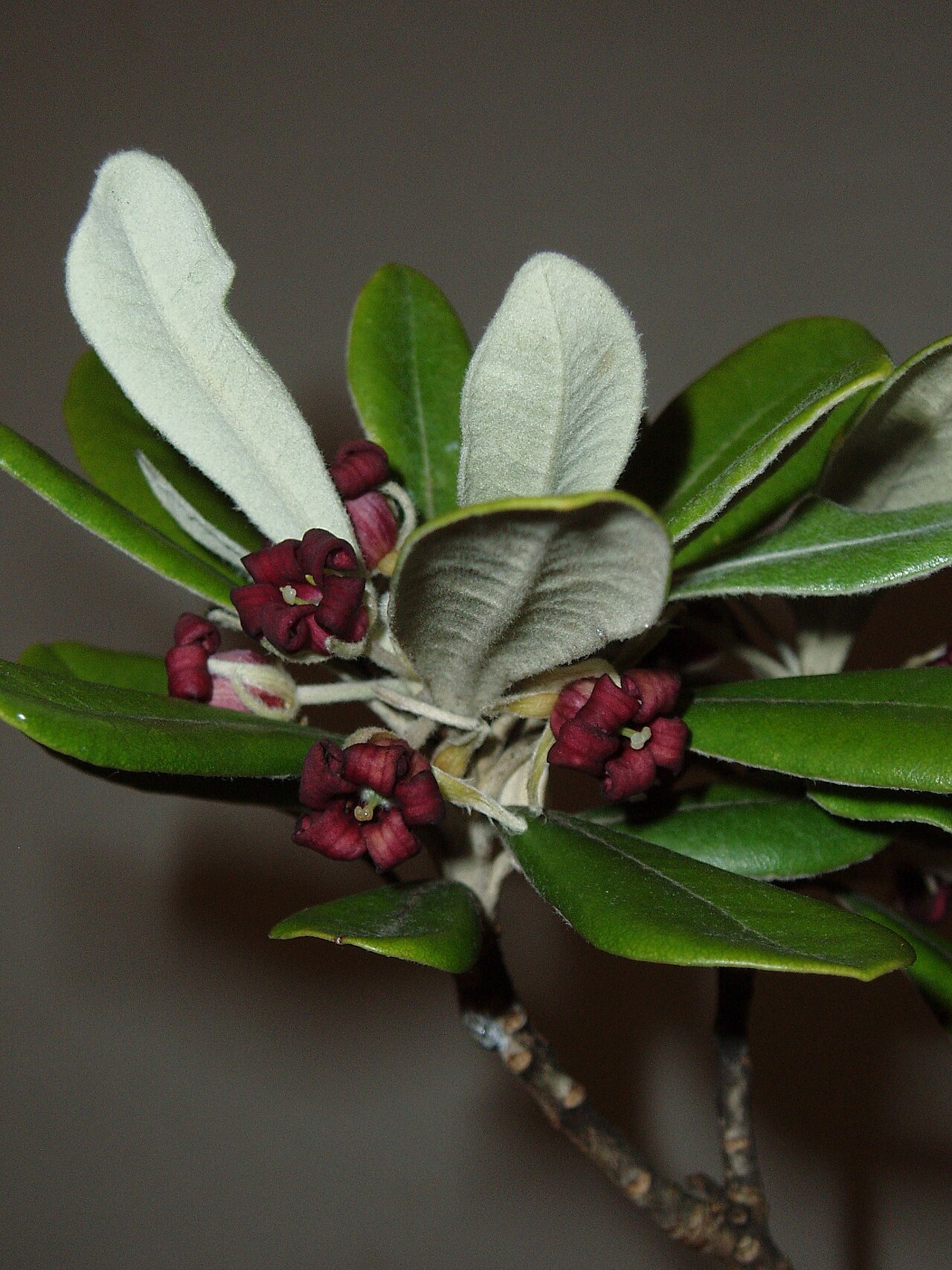 Pittosporum rangitahua (Pittosporum rangitahua)