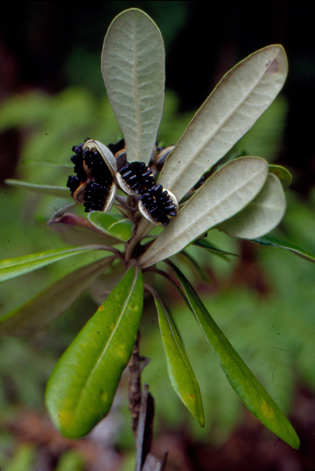 Pittosporum rangitahua (Pittosporum rangitahua)