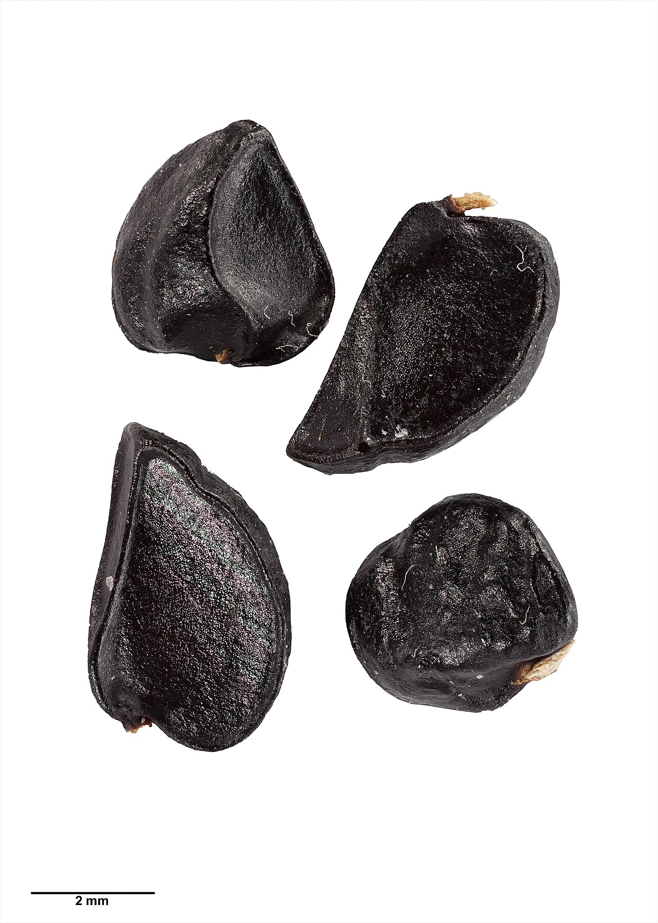 Pittosporum rangitahua (Pittosporum rangitahua)