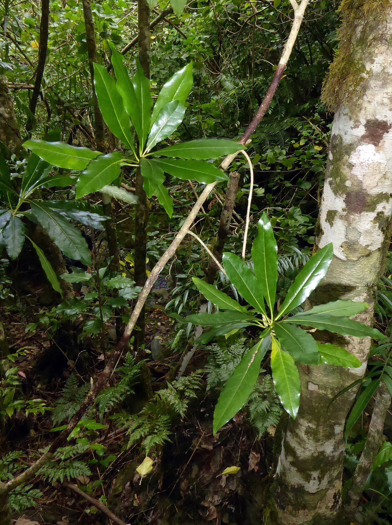 Pittosporum rarotongense: Pittosporum rarotongense in Cook Islands