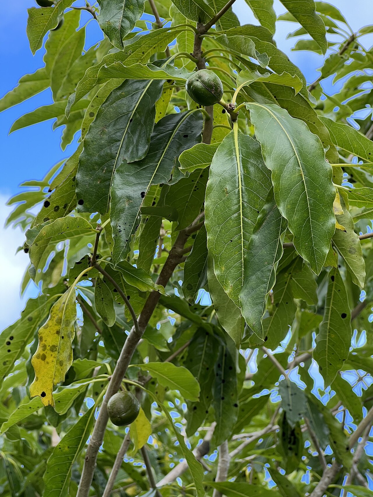 Pittosporum rarotongense: Pittosporum rarotongense in Cook Islands