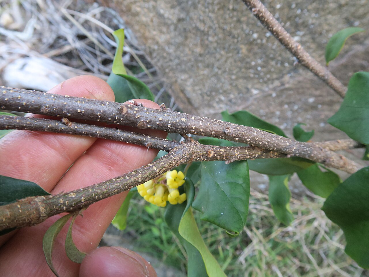 Pittosporum revolutum: Shrub to 3 m tall. Leaves are alternate or clustered at the end of branches, ovate to elliptic and usually 5–15 cm long. Young leaves and the lower surface of m