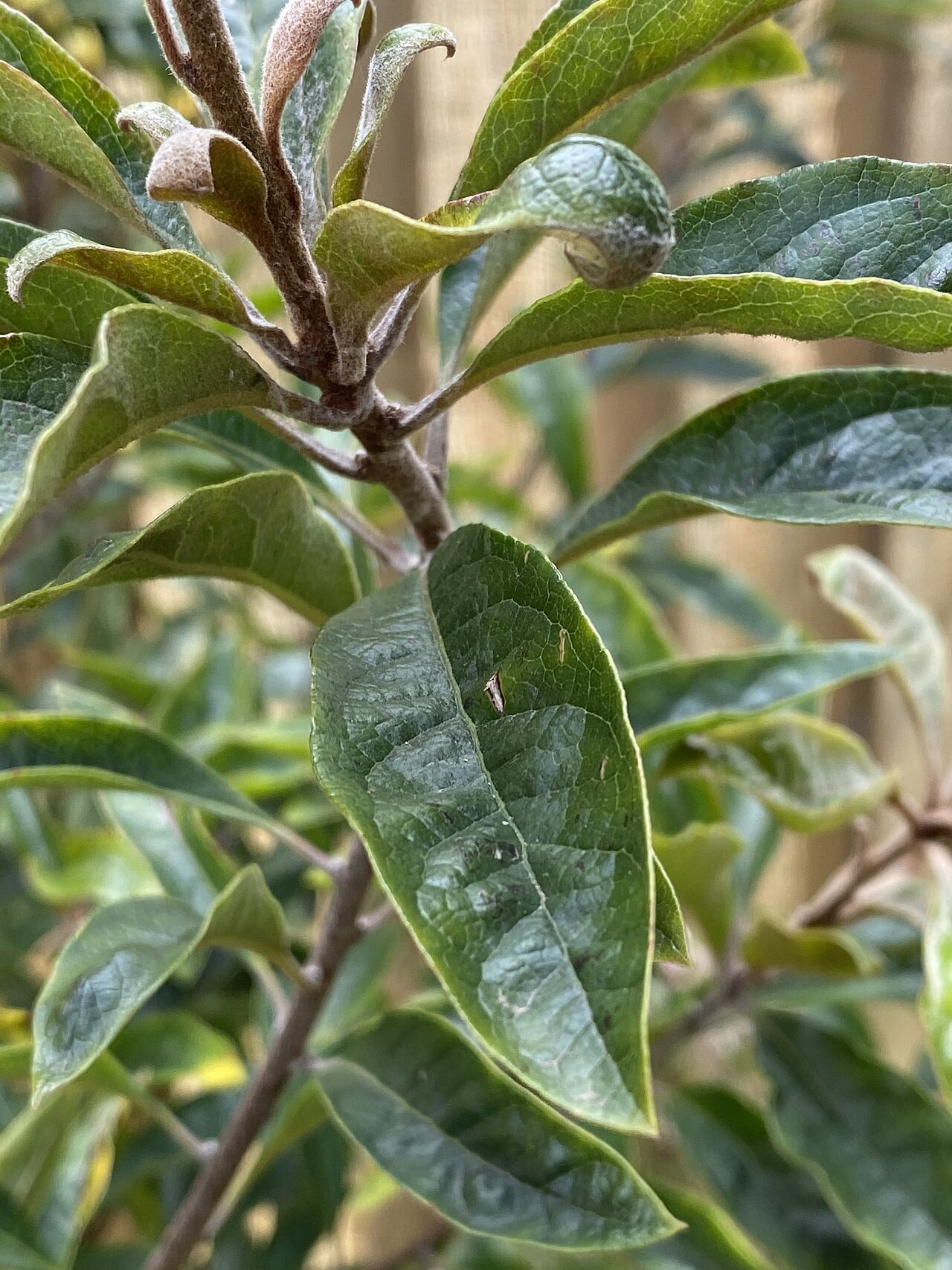 Pittosporum revolutum: Pittosporum revolutum cultivated plant in Bowral