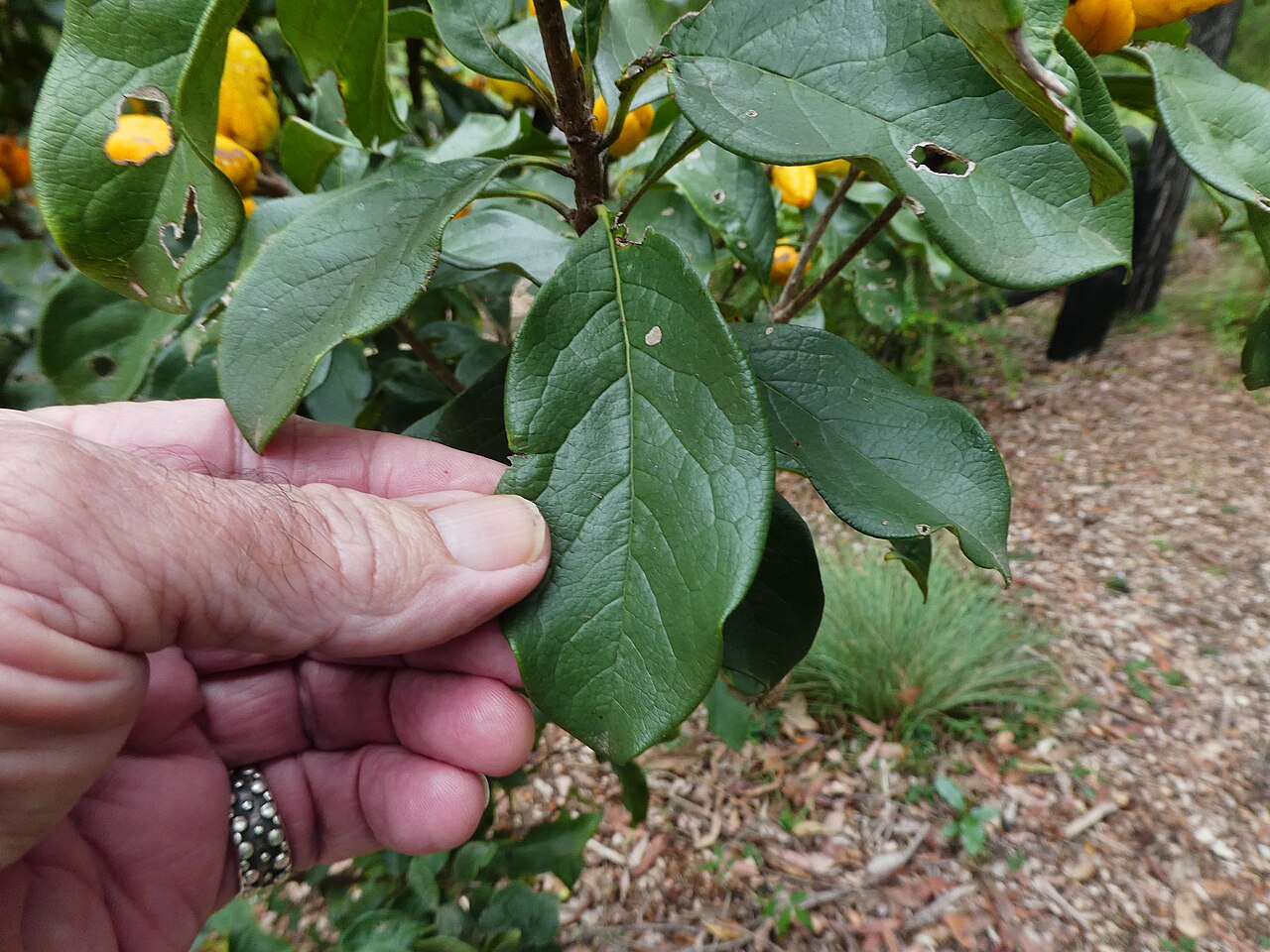 Pittosporum revolutum: Pittosporum revolutum foliage