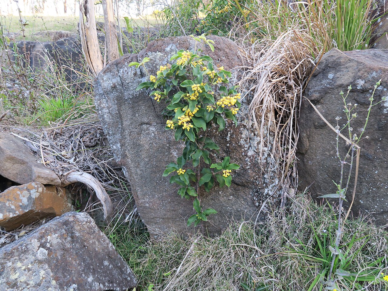 Pittosporum revolutum: Shrub to 3 m tall. Leaves are alternate or clustered at the end of branches, ovate to elliptic and usually 5–15 cm long. Young leaves and the lower surface of m