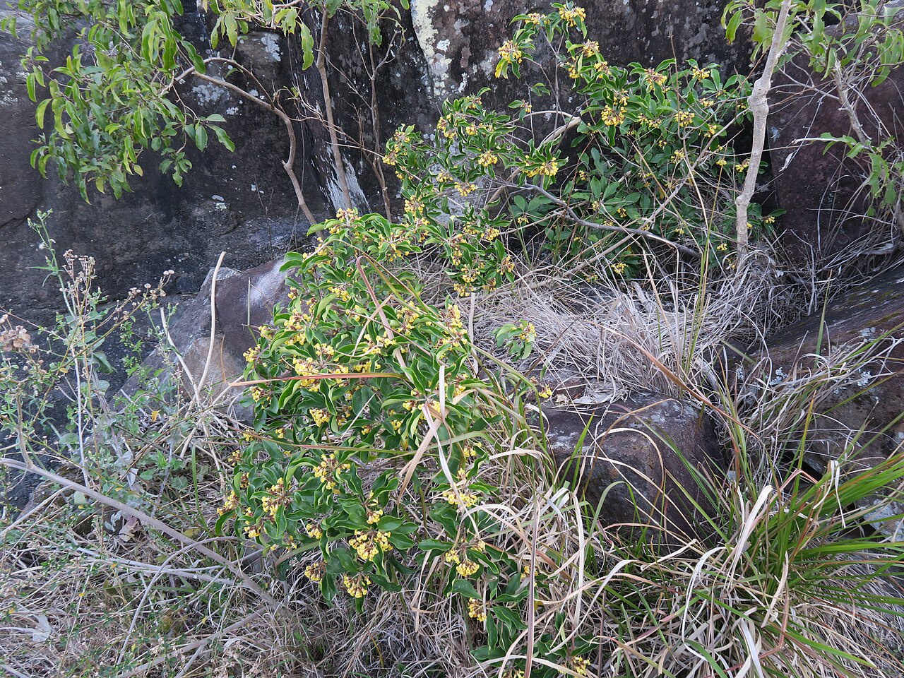 Pittosporum revolutum: Shrub to 3 m tall. Leaves are alternate or clustered at the end of branches, ovate to elliptic and usually 5–15 cm long. Young leaves and the lower surface of m