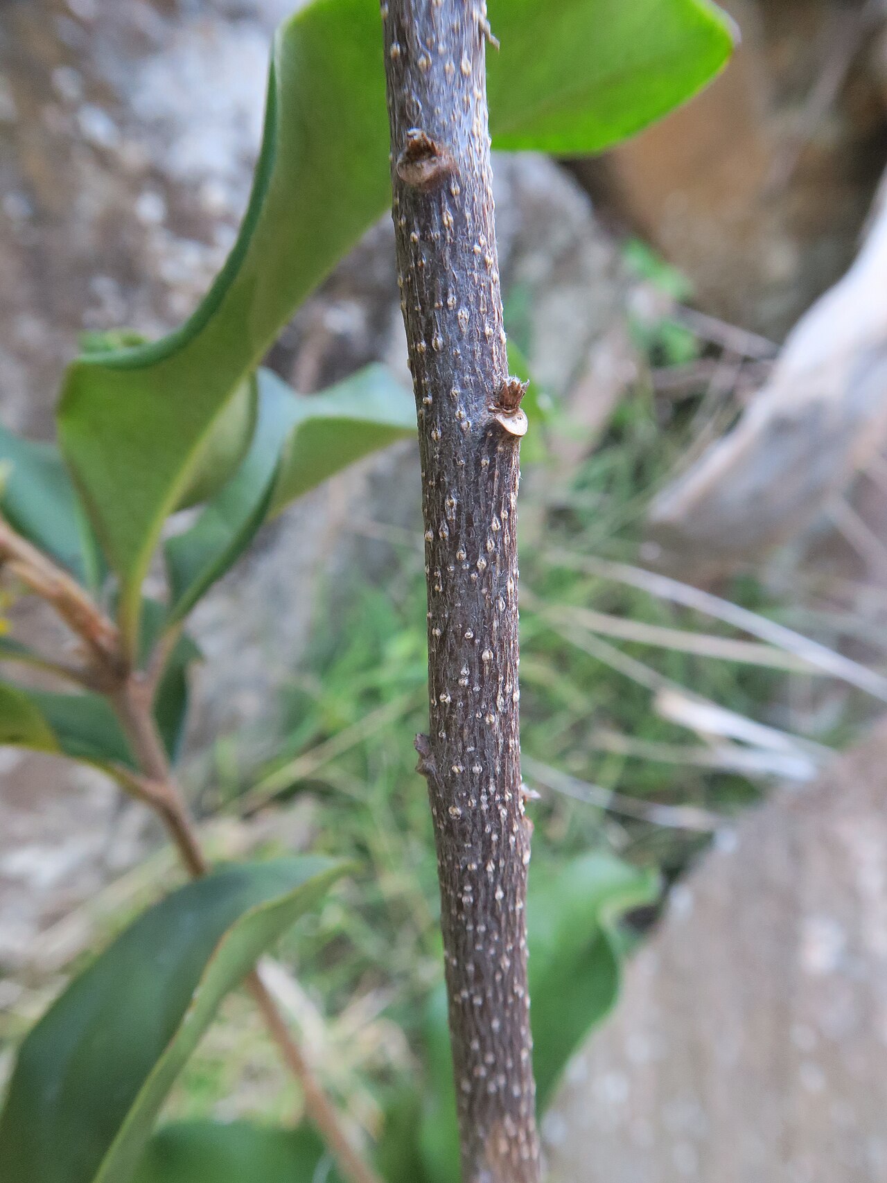 Pittosporum revolutum: Shrub to 3 m tall. Leaves are alternate or clustered at the end of branches, ovate to elliptic and usually 5–15 cm long. Young leaves and the lower surface of m