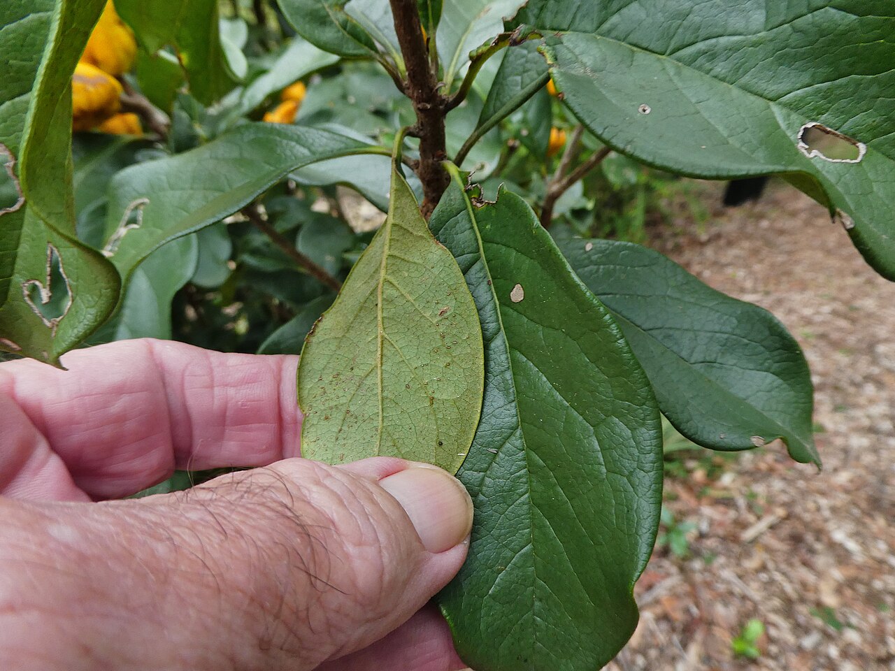 Pittosporum revolutum: Pittosporum revolutum leaves