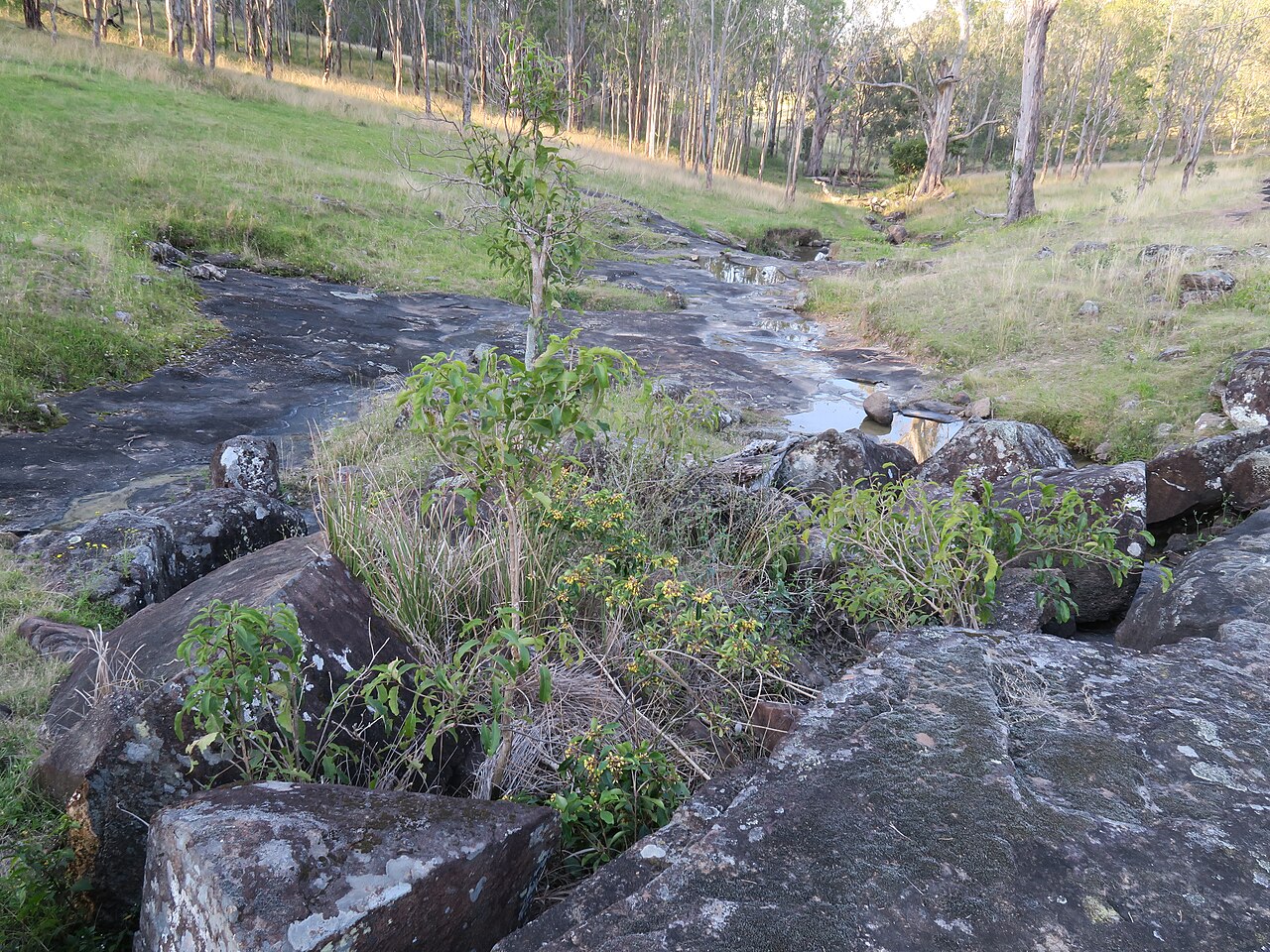 Pittosporum revolutum: Shrub to 3 m tall. Leaves are alternate or clustered at the end of branches, ovate to elliptic and usually 5–15 cm long. Young leaves and the lower surface of m