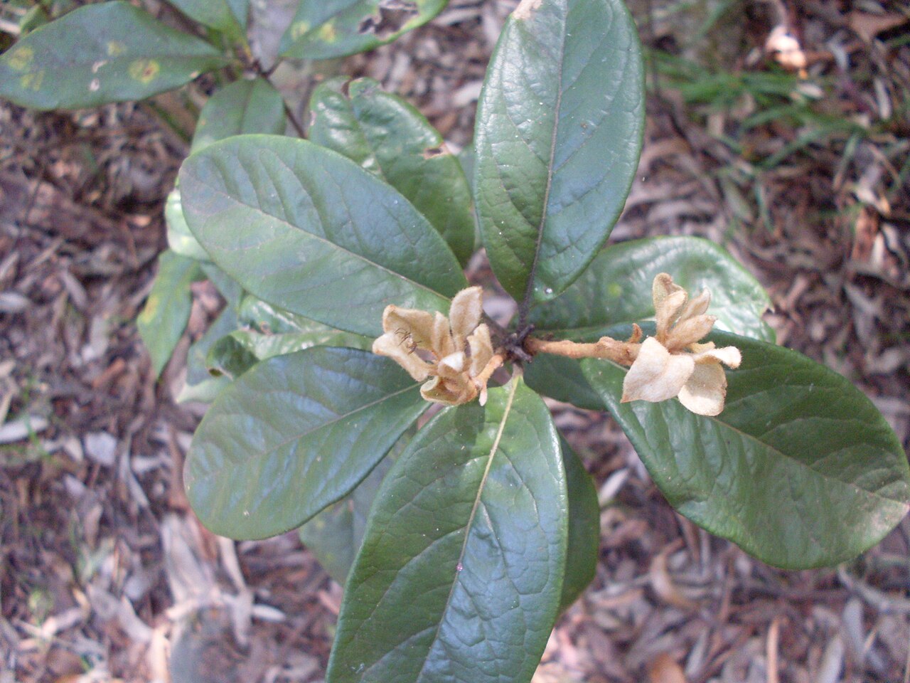 Pittosporum revolutum: Top view of a rough-fruited pittosporum (Pittosporum revolutum). Paruna Reserve, Como, NSW Australia, March 2009.