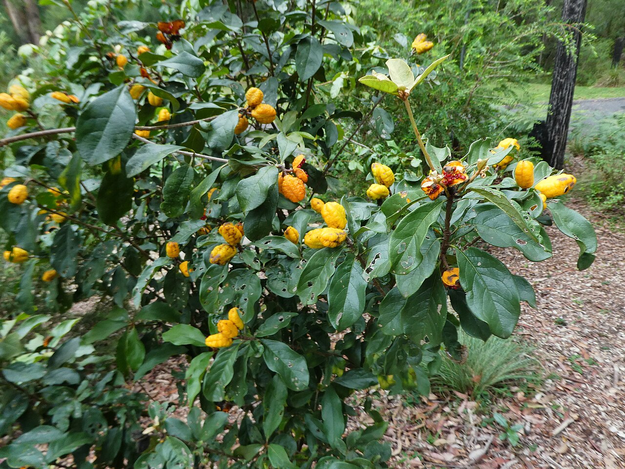 Pittosporum revolutum: Pittosporum revolutum fruiting