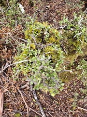 Pittosporum rigidum (Pittosporum rigidum)