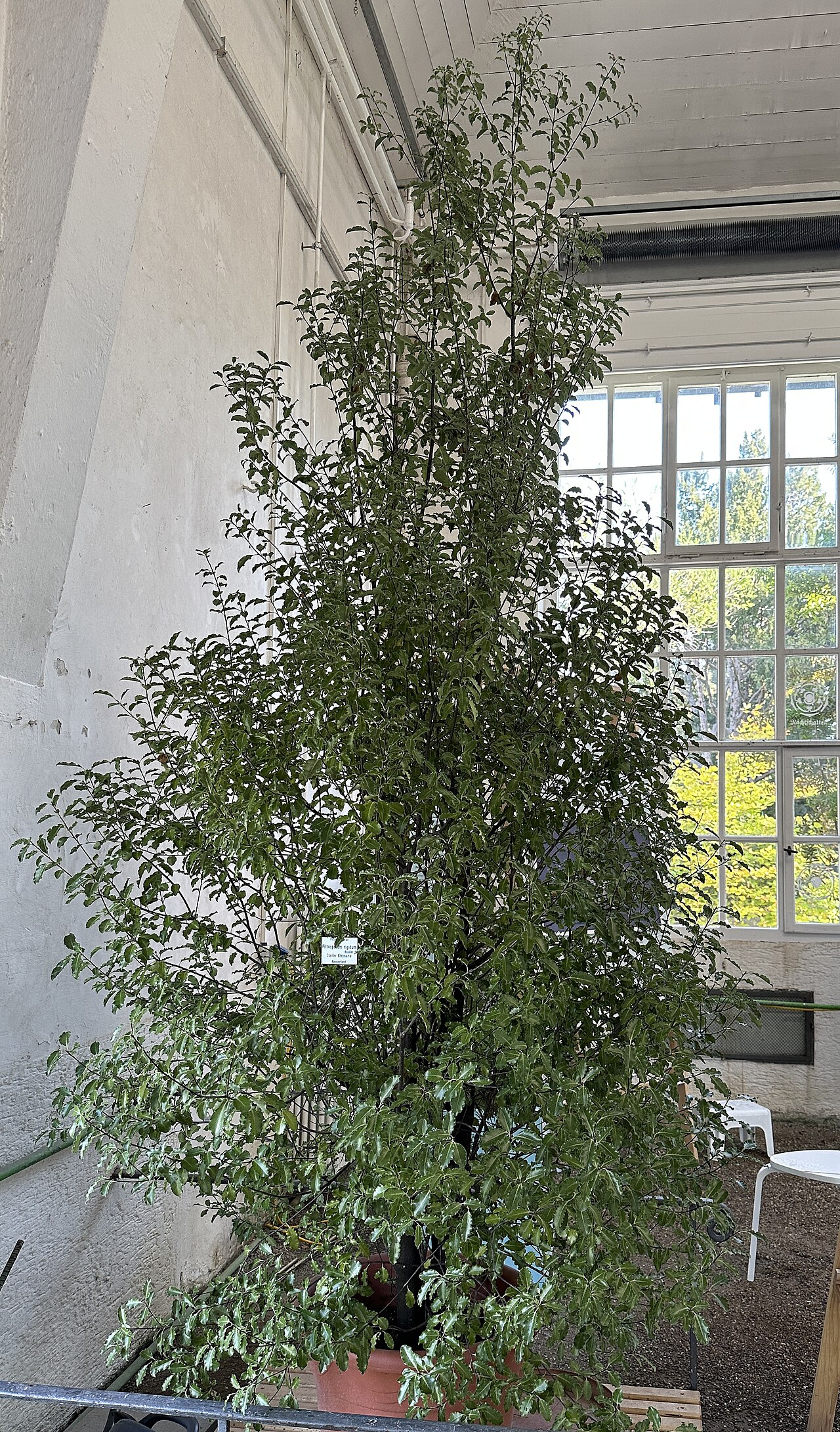 Pittosporum rigidum: Pittosporum rigidum im Botanischen Garten München