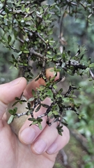 Pittosporum rigidum (Pittosporum rigidum)